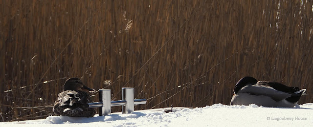 lingonberryhouse, talvi, winter, lumi, snow, mökki, leisure home, sorsa, duck, laituri, quay