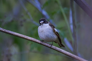 papamoscas-cerrojillo-ficedula-hypoleuca-