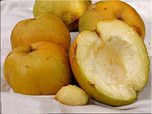 sapote blanco