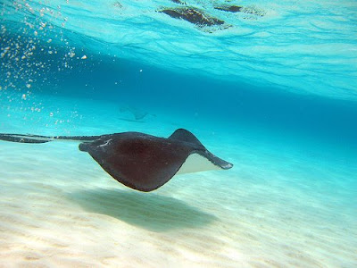 1 The 10 Most Amazing Snorkeling Spots