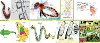 Penjelasan Perbedaan Organ  Pernapasan Cacing tanah Ikan 
