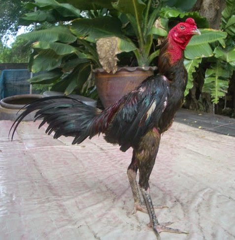 Tehnik Terbaik  Ayam  Bangkok Aduan  Ayam  Juara