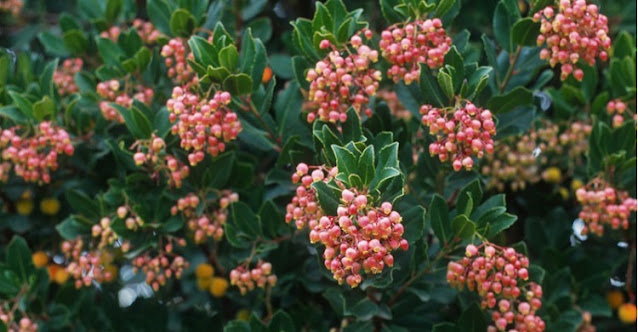 Arbutus unedo 'Rubra' with dark pink bell-like blooms