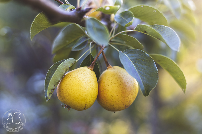 Oravankesäpesä siirtolapuutarha päärynä Pyrus communis 'Aune'