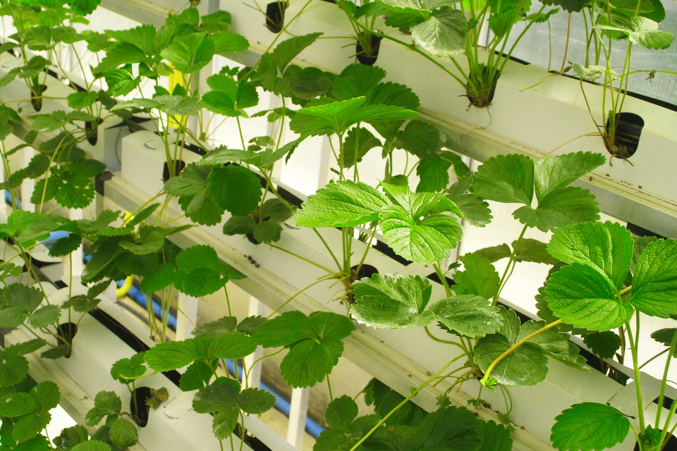 Hydroponic Gardening System