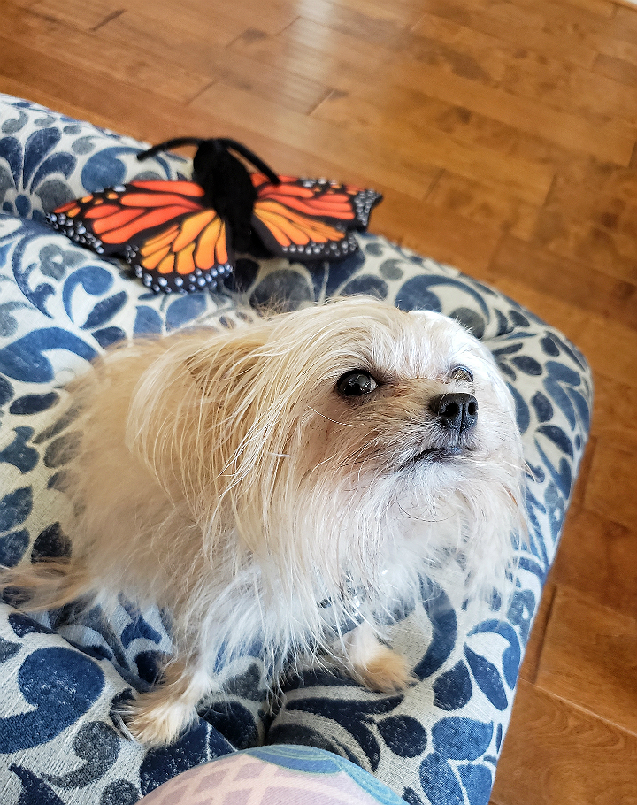 #LZBPets Thoughtful Pet Beds With Decor And Comfort In Mind By La-Z Boy! #AD https://ooh.li/174bc6a