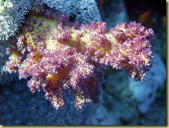 Brocoli Coral