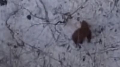Brand new Bigfoot video uploaded.