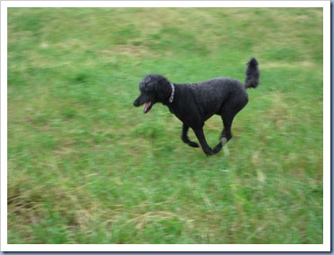 20110706_dogs_003