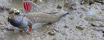 Ikan tembakul Ikan Yang Hobi Nongkrong Di Daratan sragen
