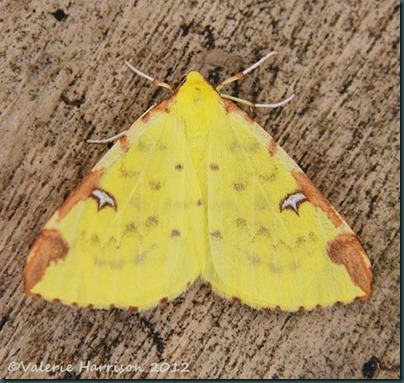 Brimstone