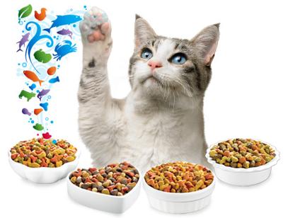 cat aliment portions