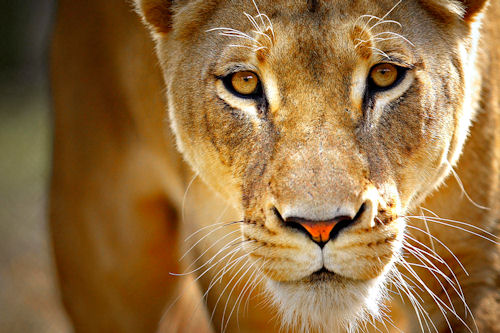 León al acecho de su presa fácil