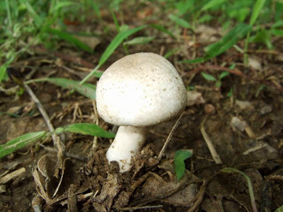 Wild Mushroom