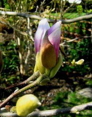 We have a lovely magnolia tree magnolia tree buds. We have a lovely magnolia tree