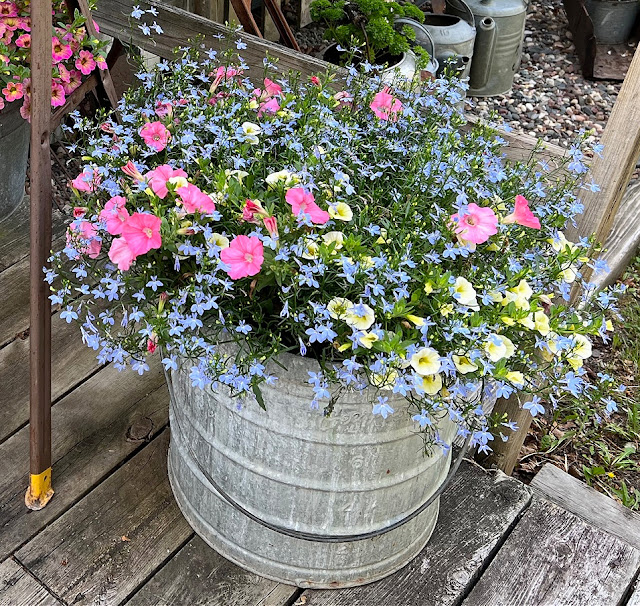 Photo of a large metal bucket planted with Bermuda Skies mix from Proven Winners.