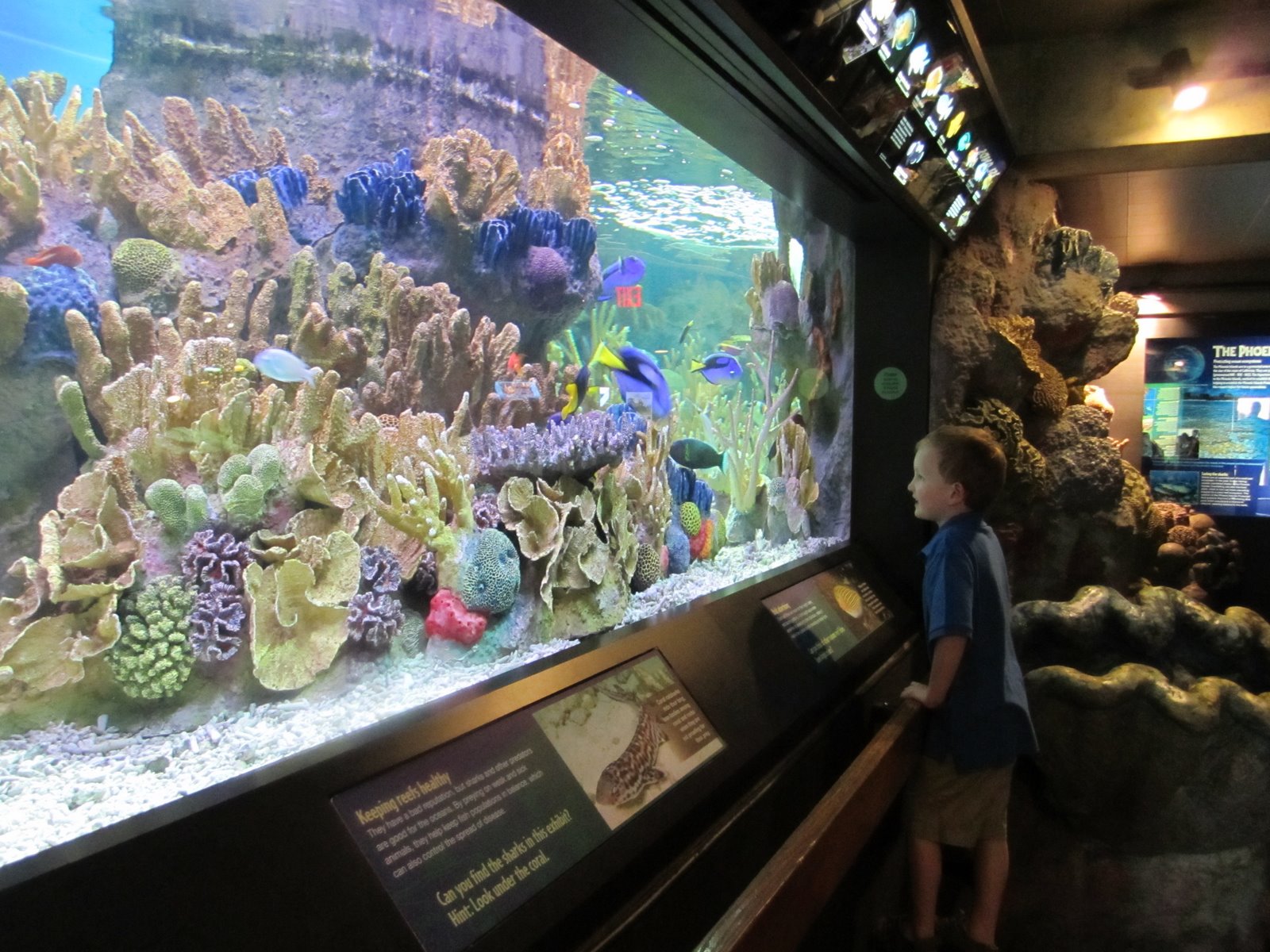 Waldschutz Family: New England Aquarium in Boston - IMG 1382