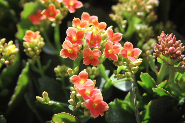 Kalanchoe