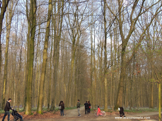 Hallerbos Floresta Azul