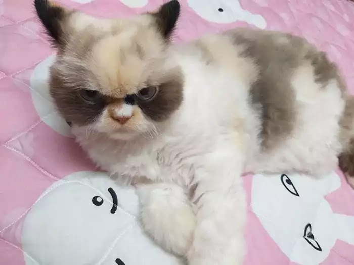 The World's Angriest Kitty Has Come To Replace The Famous Grumpy Cat