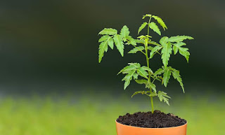 Medical benefit of neem tree