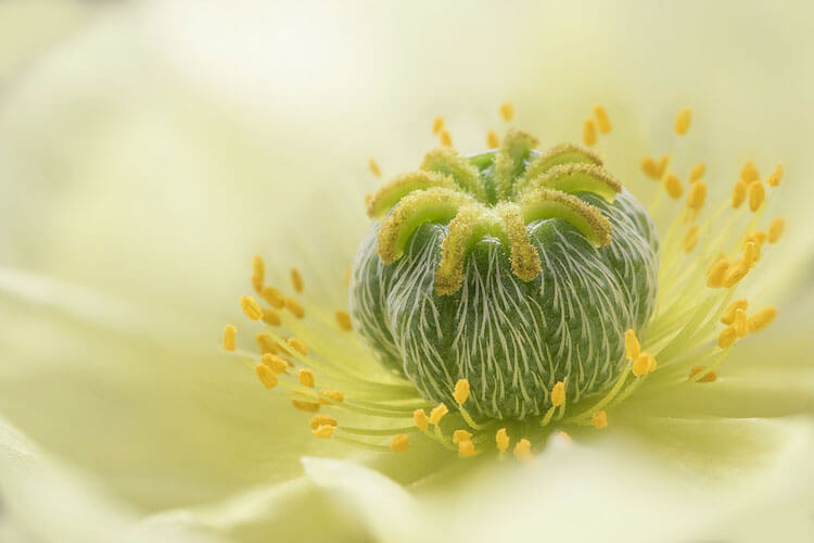 Stunning Pictures Of The International Garden Photographer of the Year 2018 Macro Winners