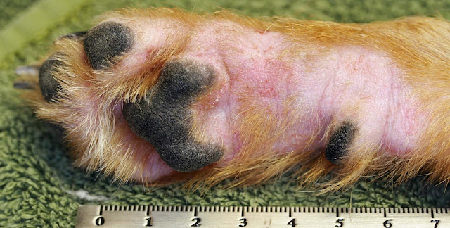 Global Canine Atopic Dermatitis Treatment Drugs Market Size