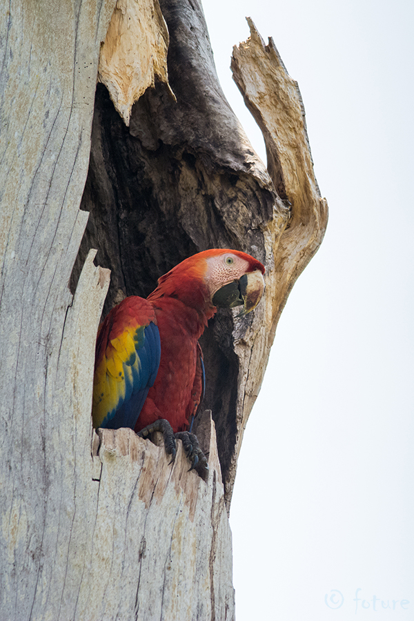 Puna-aara, Ara macao cyanopterus, Scarlet Macaw, papagoi, makao, parrot