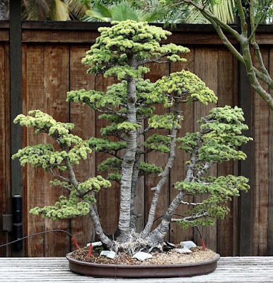 decorate-home-with-green-bonsai-plants