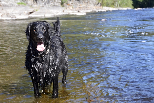 flat coated retriever