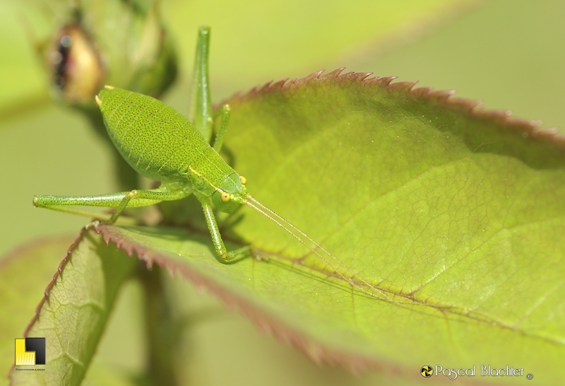 Leptophyes punctatissima (mâle)