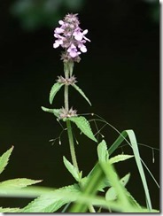 Stachys palustris 1