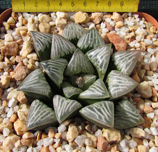 Haworthia cv. Dream Walk