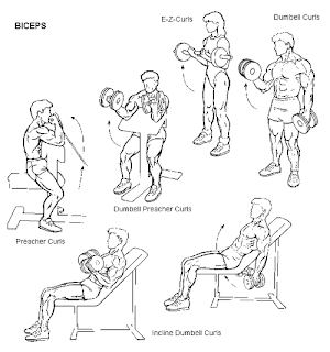 Bicep Workouts2