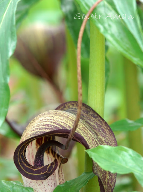 Arisaema urashima