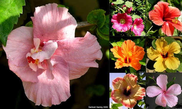View First Flowers