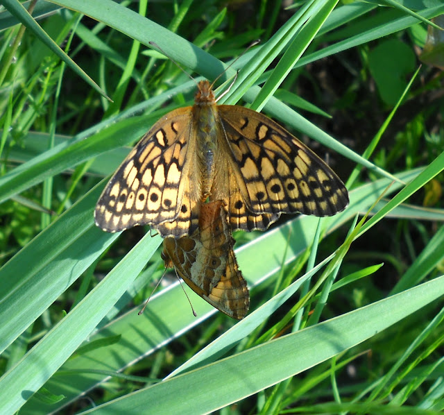 Mating Variegated Fritillary butterflies at White Rock Lake, Dallas, TX