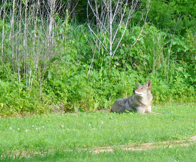 Coyote at White Rock Lake, Dallas, Texas