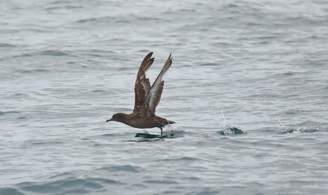 Sooty Shearwater