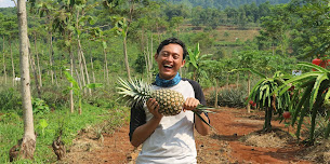 Sumpah Aku Pernah Ke Subang: Panen Raya Bersama Di Perkebunan Agroindustri Wakaf Produktif Dompet Dhuafa