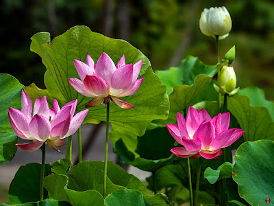 Sacred lotus flowers: Ofuna Flower Center (Kamakura)