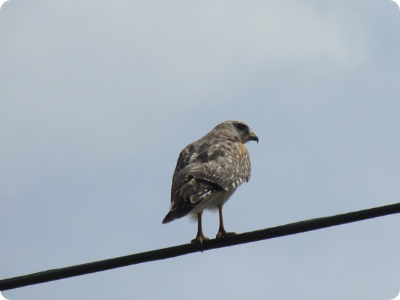 Red Shouldered Hawk