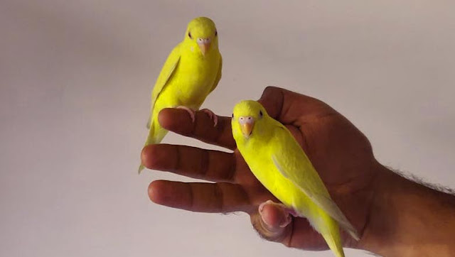 How old can my canary get?