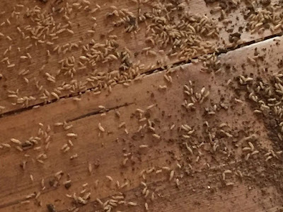 tratamientos eliminar termitas valladolid