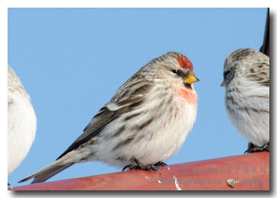 A Redpoll with a scarlet/orange cap and breast markings. photo © Shelley Banks