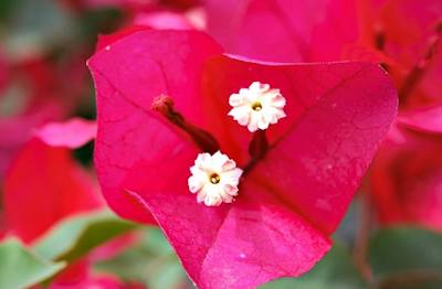 klasifikasi bunga bugenvil dan Manfaat kegunaanya