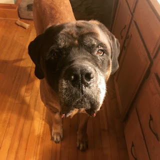 Fred the English Mastiff