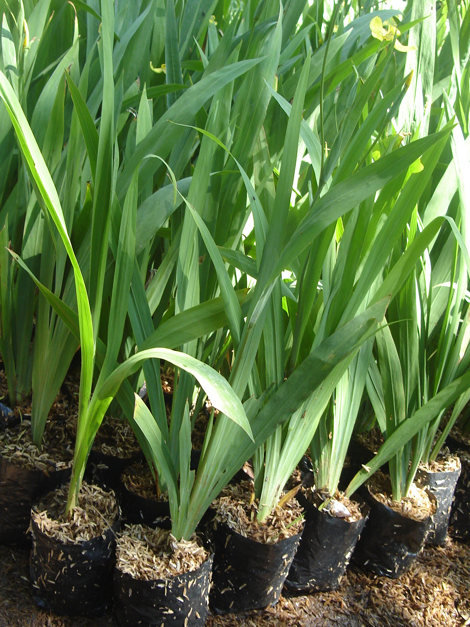 tukang taman  tukang rumput  tanaman hias dll LOVE GREEN