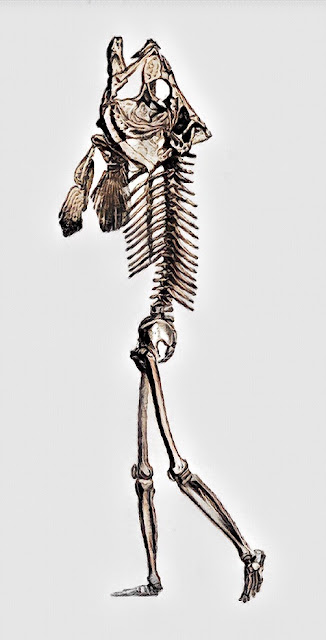Merman's bones