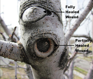 Properly Cut Branches Will Fully Heal